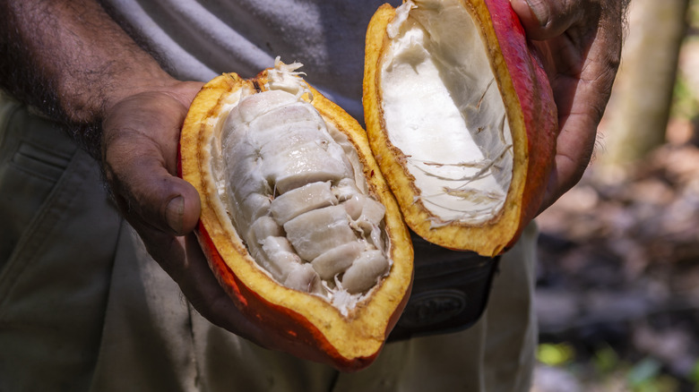 A person holding an open cacao pod.