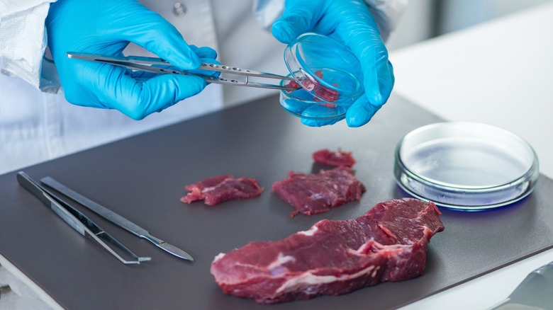 food scientist examining red piece of steak