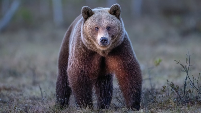 A brown bear, the kind that Stanley users apparently run into all the time.