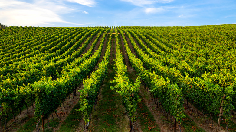 Rows of grape vines in a vineyard