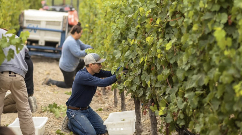 Workers pruning vines in a vineyard