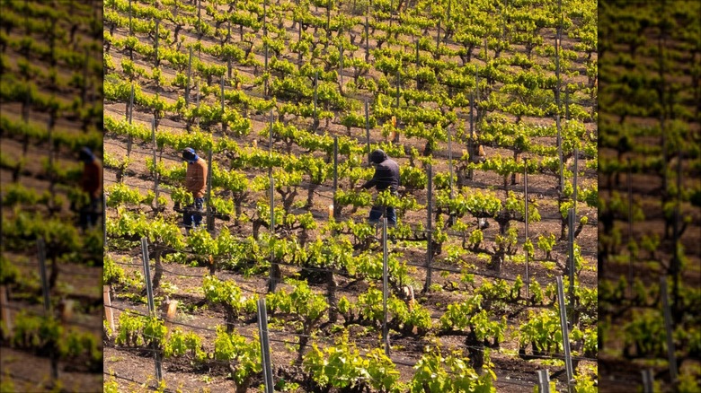 Two workers walking through a vineyard at Saarloos and Sons