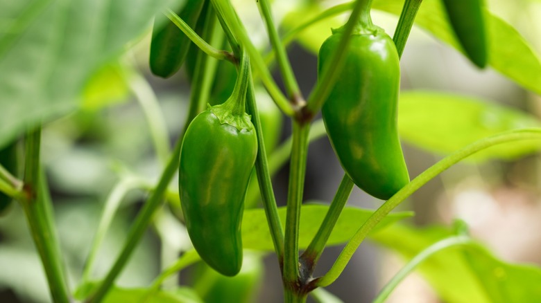 Fresh green jalapeños growing in garden