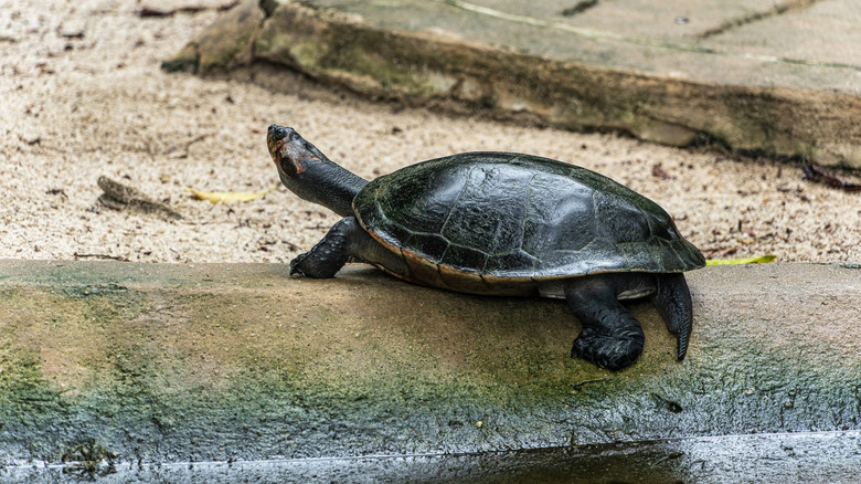 Turtle crawling out of a pool