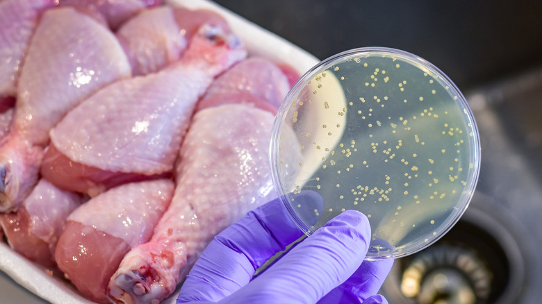 Raw chicken in a tray and a gloved hand holding a growing petri dish