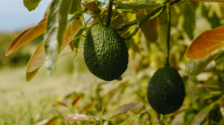 Two ripe avocados hanging on a tree