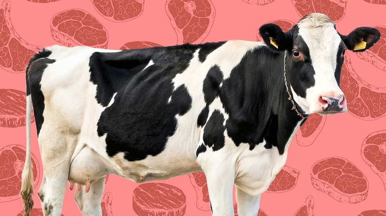 A black and white cow stands against a pink background patterned with steak cuts.