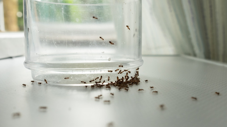 Ants climbing on a glass