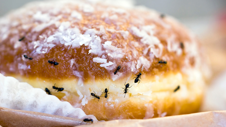 Ants crawling on a donut