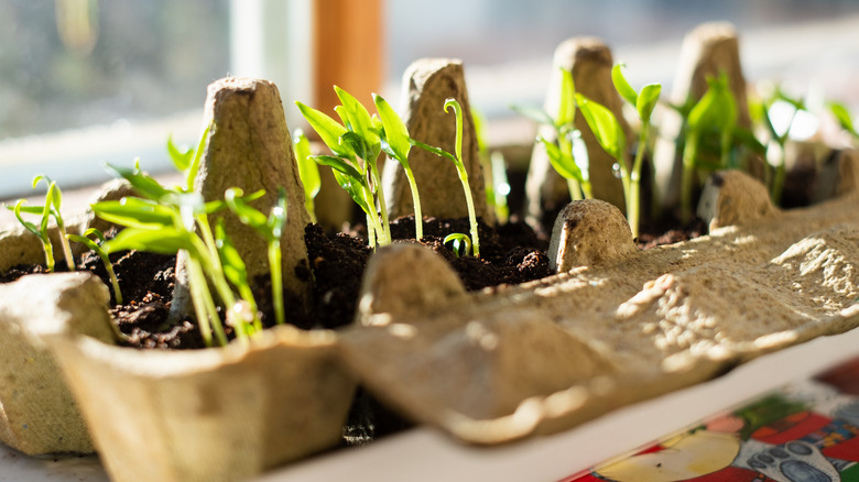 Sprouts growing in an egg carton.