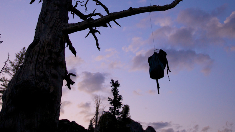 bear bag hanging in tree