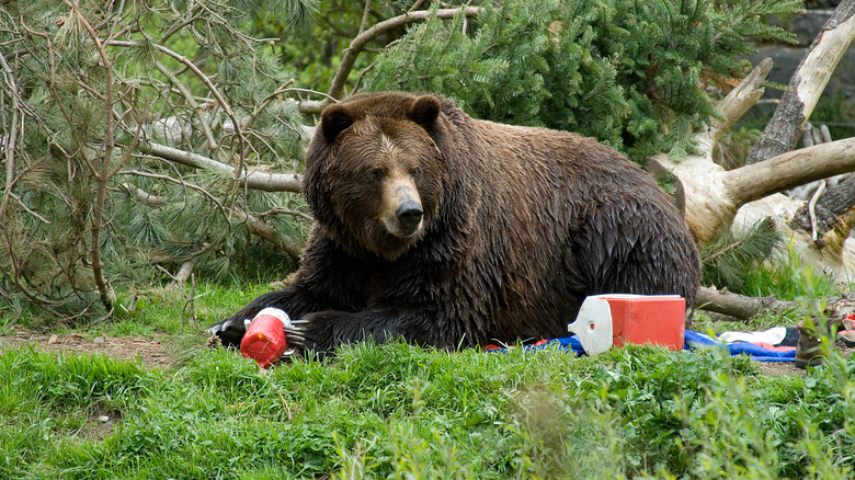 brown bear with cooler and thermos