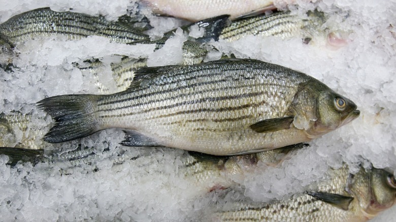 Fresh striped bass in ice.