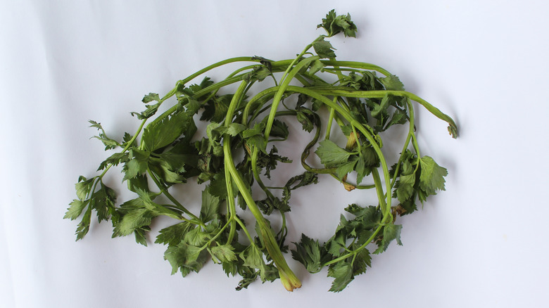 Wilted parsley leaves on white background