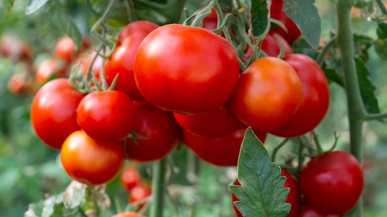 Tomatoes on the vine