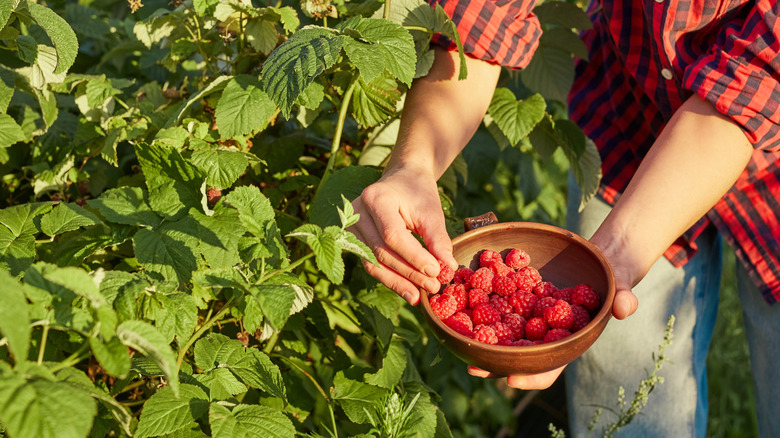 person hand picks raspberries from plant outside