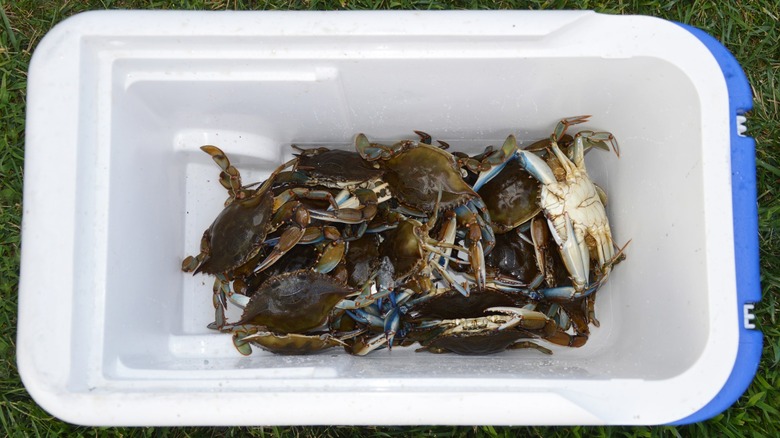 Live crabs in cooler on grass
