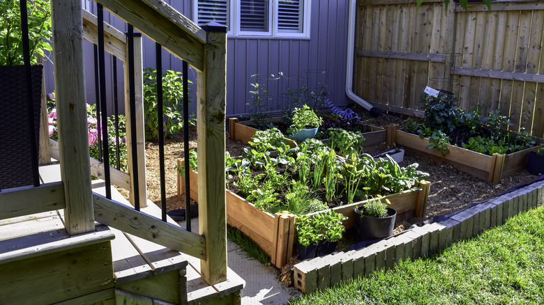 A backyard garden