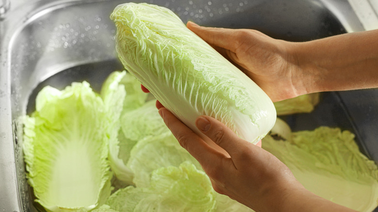Napa cabbage leaves being washed under running water