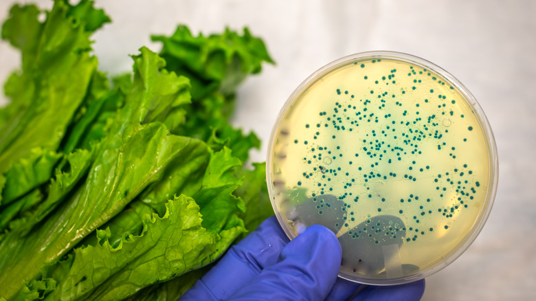 Bacteria culture plate against romaine lettuce