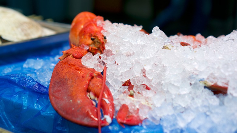 Lobster in ice