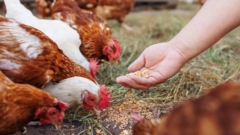 A person feeds chickens by hand