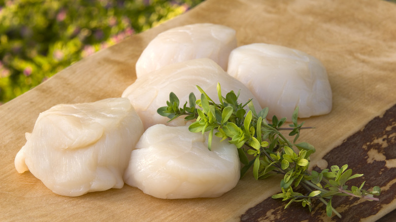 raw scallops on board