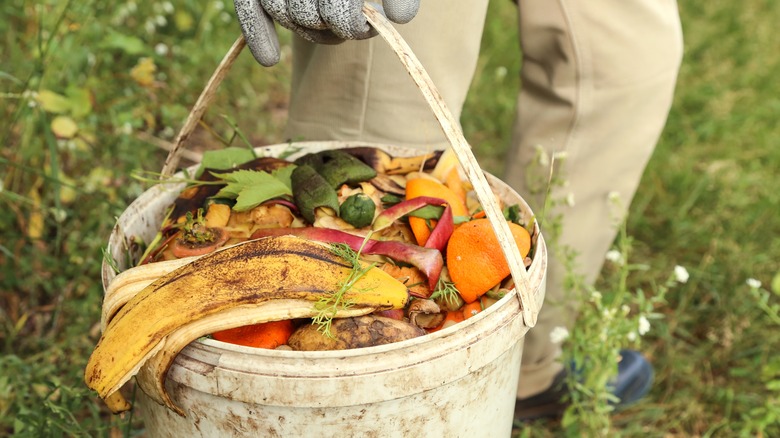 Someone carrying a bucket of food scraps
