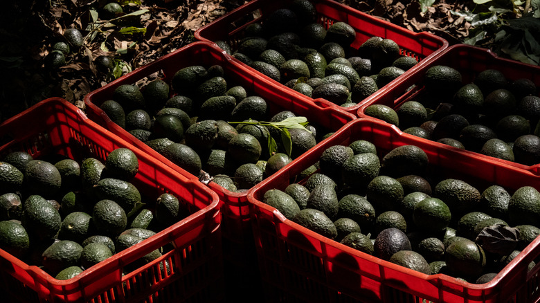 red plastic crates of avocados sitting on the forest floor