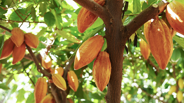Close up of a cacao tree with ripe yellow fruits.