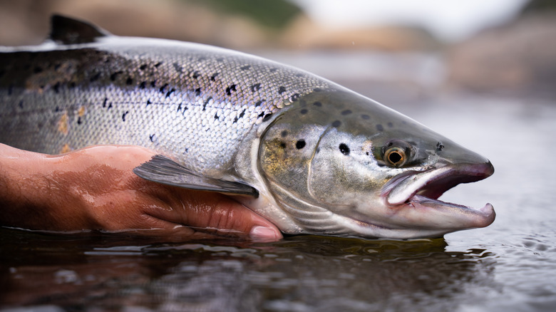 Hand holding a live salmon above water