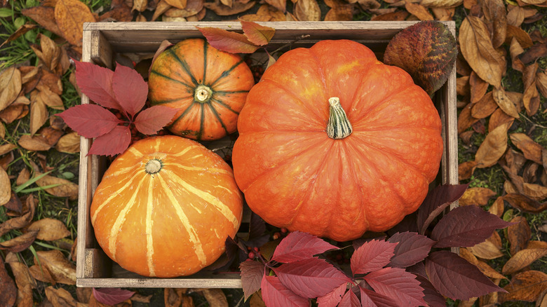 Is Pumpkin Skin Safe For Dogs Is Pumpkin Skin Safe For Dogs