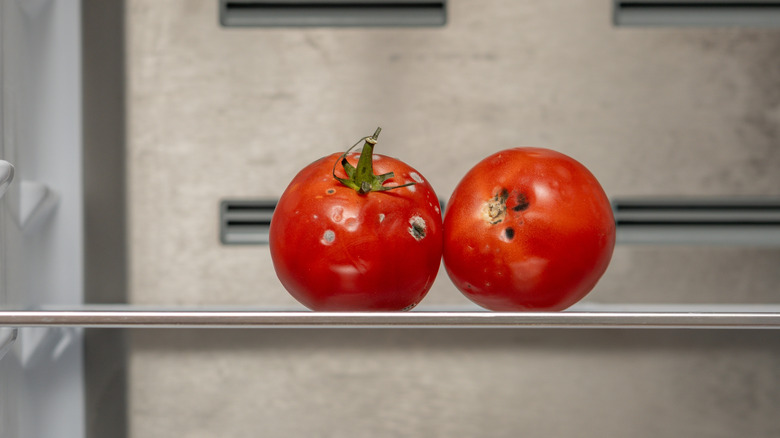 rotting tomatoes on a refrigerator shelf
