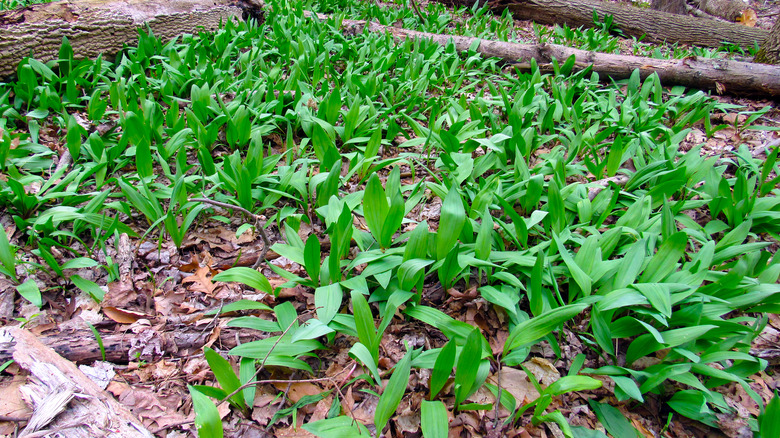 bunches of ramps in the forest
