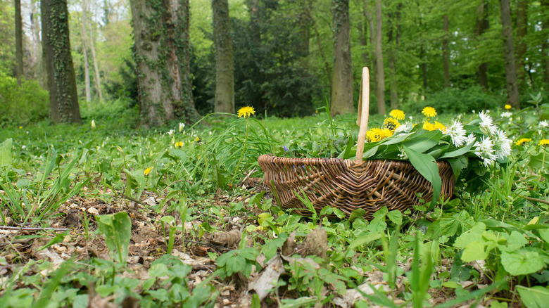 basket with herbs in forest