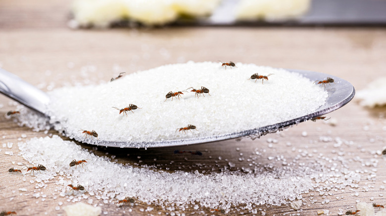 ants crawling on sugar