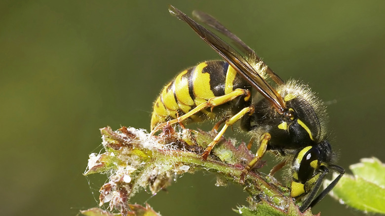 Up-close picture of a wasp