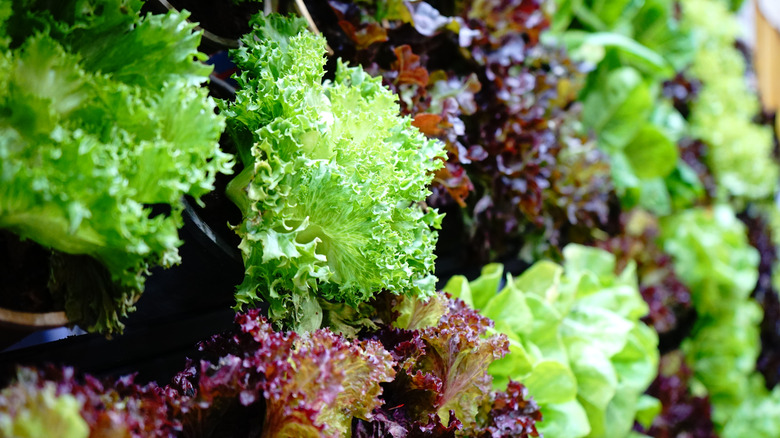 An assortment of green and red lettuce on display