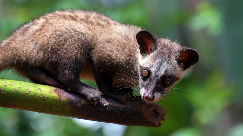 Asian palm civet on branch