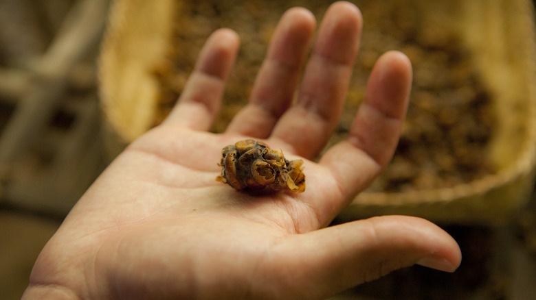 Asian palm civet droppings