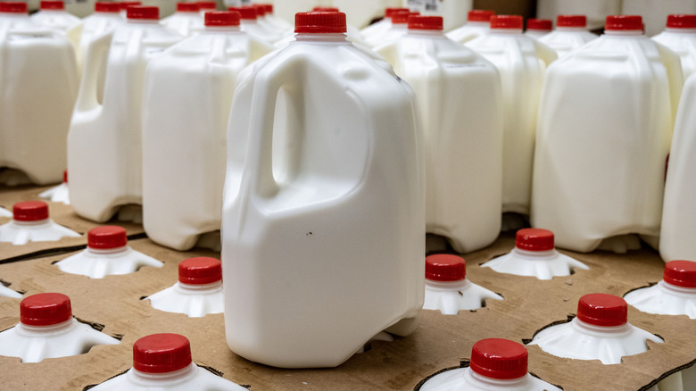 Gallons of whole milk in a storage fridge