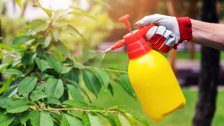 Gardener spraying cherry tree against pests and diseases