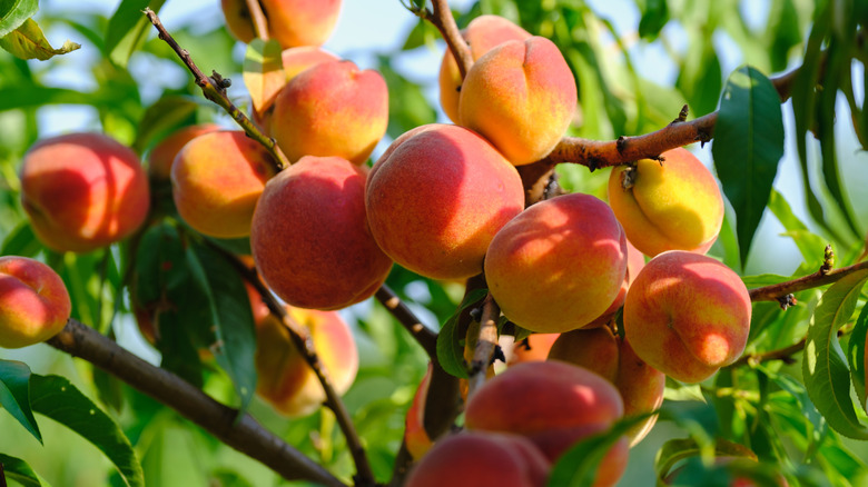 Ripe peaches on tree with orchard in background