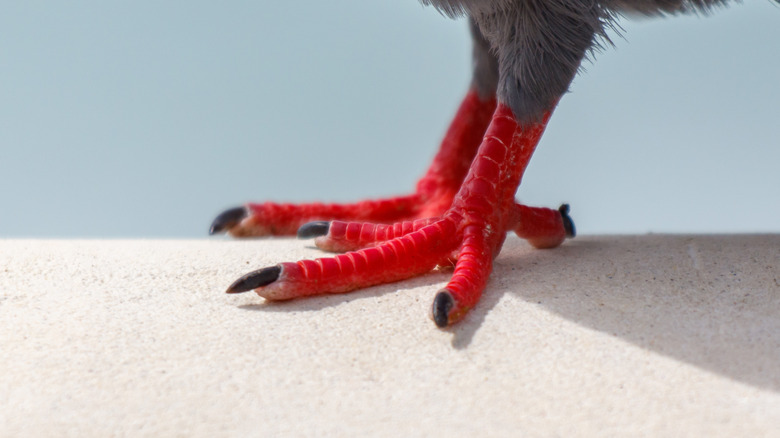 A close-up of red bird feet with black claws