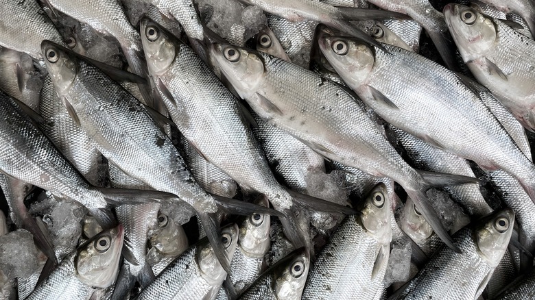 Fish lined up in rows