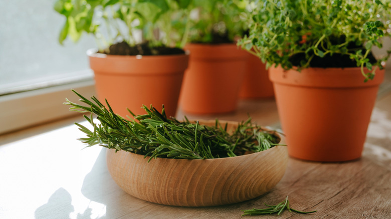 Fresh rosemary in wooden bowl with potted herbs in the background