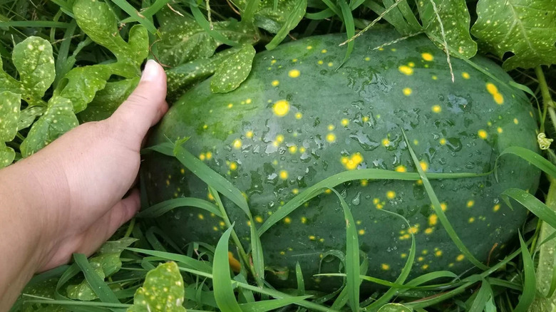 A gardener touching a moist, ripe Moon and Stars watermelon
