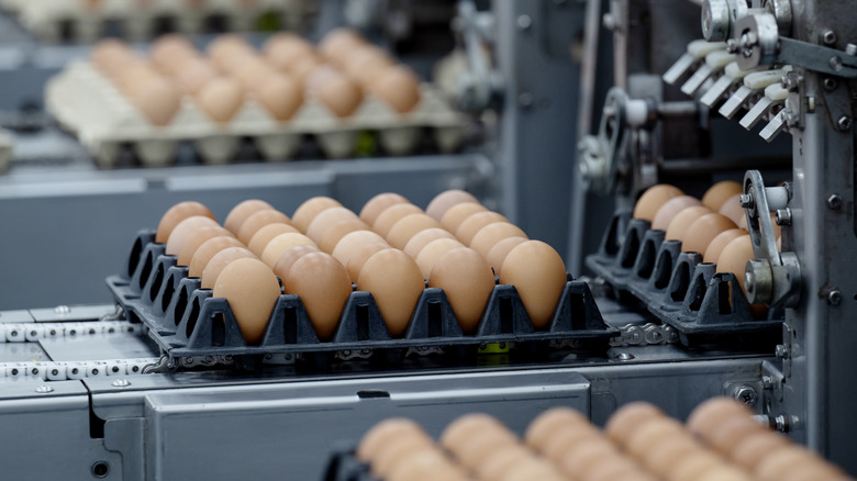 Eggs at a packaging plant