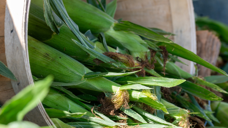 A barrel of unshucked corn at a farmers market