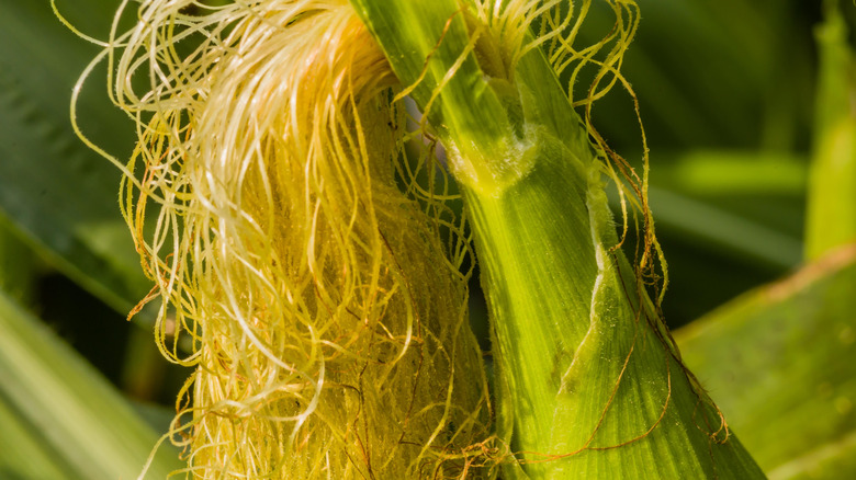 A close up of silk on an ear of corn still attached to the plant